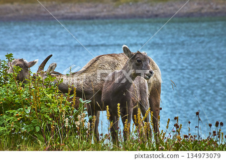 Rocky Mountain Bighorn Sheep Grazing Beside Blue Lake Water And Wildflowers Rocky Mountain Bighorn Sheep Grazing Beside Blue Lake Water And Wildflowers 134973079