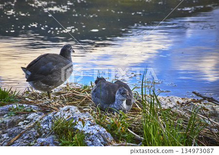American Coots Resting by Lake Water with Green Grass and Rocky Shore American Coots Resting by Lake Water with Green Grass and Rocky Shore 134973087