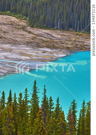 Peyto Lake Vibrant Water and Evergreen Forest in Banff Canada from Elevated View Peyto Lake Vibrant Water and Evergreen Forest in Banff Canada from Elevated View 134973116