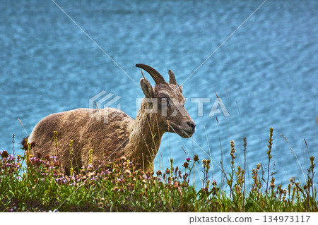 Rocky Mountain Bighorn Sheep Grazing by Medicine Lake and Wildflowers Near Water Rocky Mountain Bighorn Sheep Grazing by Medicine Lake and Wildflowers Near Water 134973117