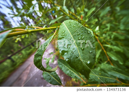 Fresh Green Leaf with Raindrops and Soft Forest Background Close Up Nature 134973136