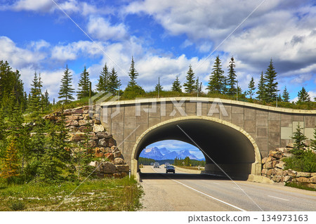 Wildlife Overpass Highway and Pine Trees with Mountain View in Canada Wildlife Overpass Highway and Pine Trees with Mountain View in Canada 134973163