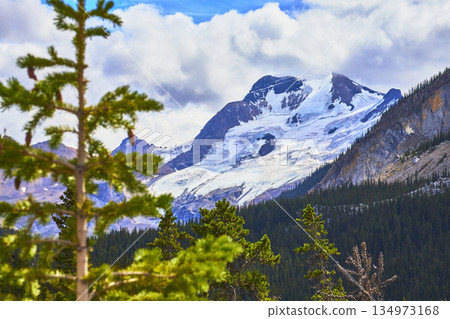 Glacier and Snow Capped Mountain with Pine Forest in Jasper Canada 134973168