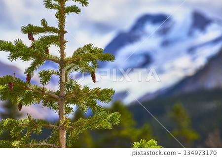 Pine Tree With Cones And Glacier Mountain Landscape In Canada 134973170