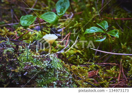 Forest Floor Mushroom Moss and Leaves Nature Macro Forest Floor Mushroom Moss and Leaves Nature Macro 134973173