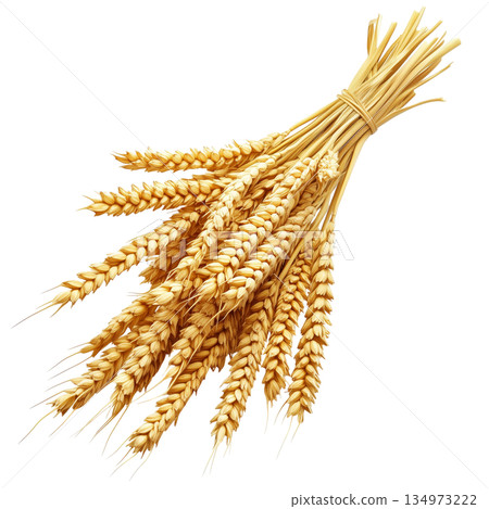 Wheat Sheaves Tied Together in a Rustic Bundle, Harvested at Golden Hour in the Countryside Wheat Sheaves Tied Together in a Rustic Bundle, Harvested at Golden Hour in the Countryside 134973222