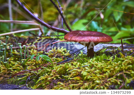 Mushroom and Moss on Forest Floor Close Up with Lush Greenery Mushroom and Moss on Forest Floor Close Up with Lush Greenery 134973299