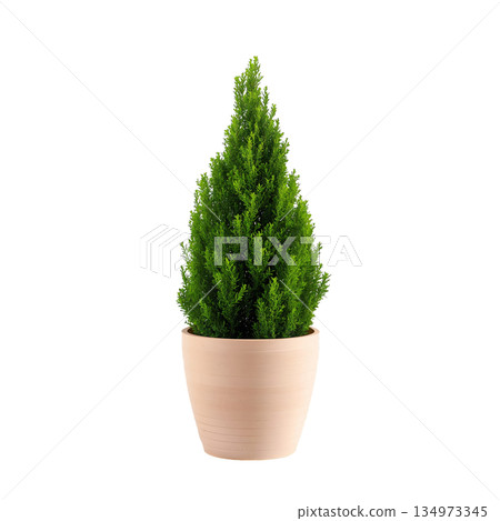 Elegant Green Conifer in a Simple Pot for Home or Garden Decoration 134973345