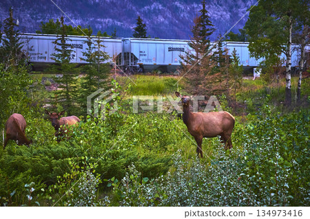 Rocky Mountain Elk In Lush Forest With Train Passing In Background Wildlife Canada 134973416