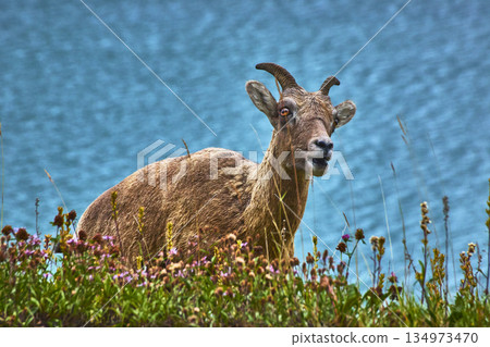 Rocky Mountain Bighorn Sheep With Wildflowers By Blue Water Of Medicine Lake Rocky Mountain Bighorn Sheep With Wildflowers By Blue Water Of Medicine Lake 134973470
