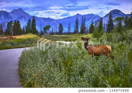 Rocky Mountain Elk Near Snaring Road With Lush Greenery And Majestic Mountain Backdrop Rocky Mountain Elk Near Snaring Road With Lush Greenery And Majestic Mountain Backdrop 134973498