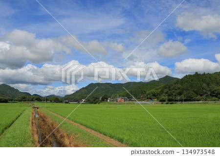夏天的天空和稻田 風景與稻田 夏天的稻田和夏天的雲 134973548