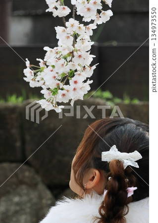 一個女人看著盛開的櫻花 134973550