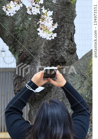 用智能手機拍下盛開的櫻花 春天的影像 134973551