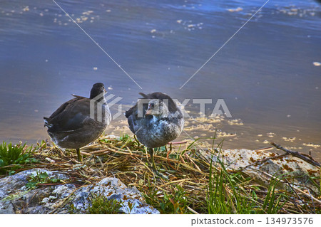 American Coots by Lake Shore with Water and Natural Vegetation American Coots by Lake Shore with Water and Natural Vegetation 134973576
