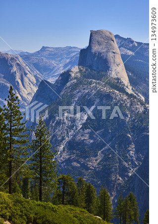 Half Dome Granite Formation and Pine Trees Overlooking Yosemite Valley California Half Dome Granite Formation and Pine Trees Overlooking Yosemite Valley California 134973609