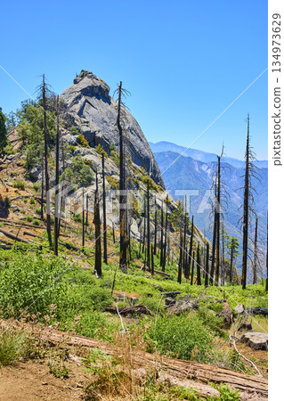 Moro Rock Burned Forest and Regrowth in Sequoia National Park California 134973629