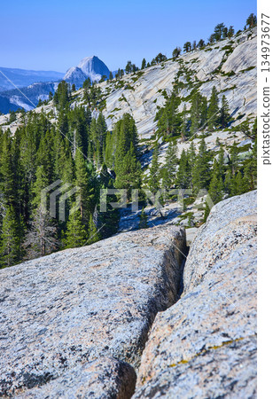 Granite Slopes Pine Forest and Half Dome from Olmsted Point Yosemite National Park 134973677