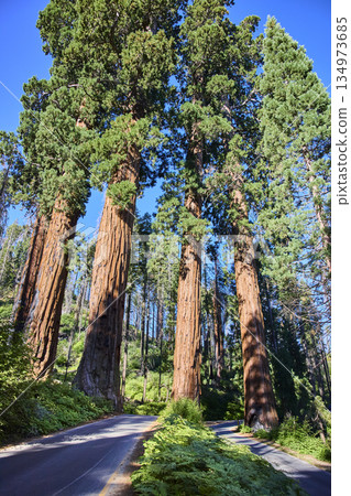Four Giant Sequoia Trees Towering Over Winding Road in Sunlit Forest Four Giant Sequoia Trees Towering Over Winding Road in Sunlit Forest 134973685