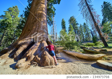 Giant Sequoia Tree Massive Roots Hiker in Sequoia National Forest California 134973708