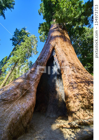 Giant Sequoia Tree with Fire Scar and Sunlit Canopy in California Forest 134973713