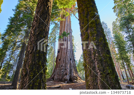 Majestic Sequoia Trees and Moss Covered Trunks in Sunlit California Forest Majestic Sequoia Trees and Moss Covered Trunks in Sunlit California Forest 134973718
