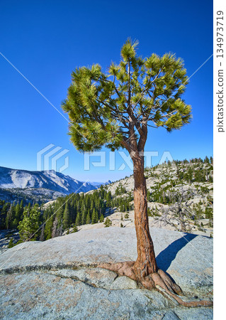 Solitary Pine Tree and Granite Landscape with Half Dome in Yosemite National Park 134973719