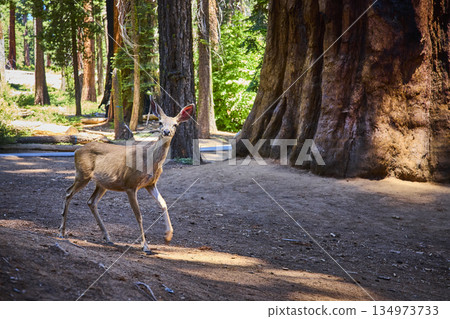 Deer Walking Beside Giant Sequoia Tree in Sunlit Forest Sequoia National Park Deer Walking Beside Giant Sequoia Tree in Sunlit Forest Sequoia National Park 134973733