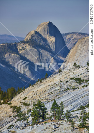 Half Dome Granite Slope and Pine Trees from Olmsted Point Yosemite National Park Half Dome Granite Slope and Pine Trees from Olmsted Point Yosemite National Park 134973766