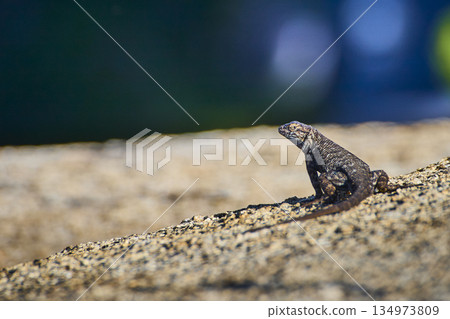 Lizard Basking on Granite Rock with Blurred Natural Background and Bright Sunlight Lizard Basking on Granite Rock with Blurred Natural Background and Bright Sunlight 134973809