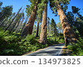 Sequoia National Park Four Guardians Giant Trees and Forest Road California 134973825