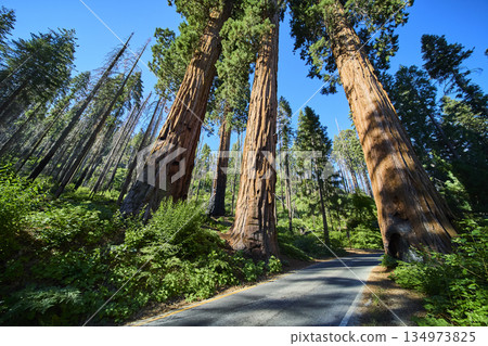 Sequoia National Park Four Guardians Giant Trees and Forest Road California 134973825
