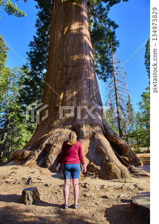 Giant Sequoia Tree Towering Over Tourist in Sequoia National Forest California Giant Sequoia Tree Towering Over Tourist in Sequoia National Forest California 134973829