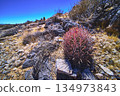 Barrel Cactus and Rocky Terrain in Bright Nevada Desert Landscape 134973843