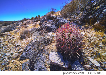 Barrel Cactus and Rocky Terrain in Bright Nevada Desert Landscape 134973843