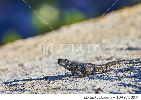 Lizard Basking on Granite Rock in Sunlight at Olmsted Point Yosemite 134973897