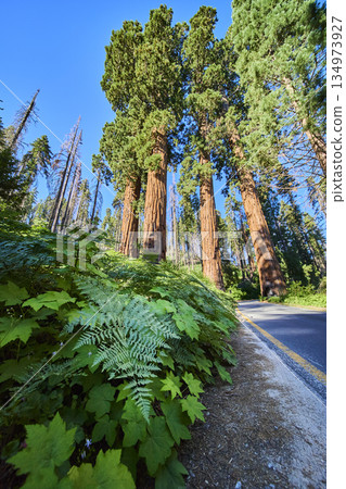 Sequoia National Park Four Guardians Roadside Giant Trees and Lush Understory Sequoia National Park Four Guardians Roadside Giant Trees and Lush Understory 134973927