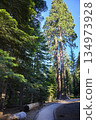 Sequoia Trees Forest Trail Sunlight and Pathway in Lush Green Woodland 134973928