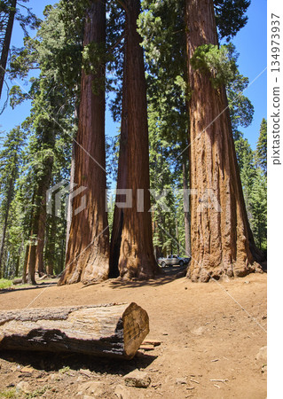 Giant Sequoia Trees and Truck Parker Group Forest Scene Sequoia National Park Giant Sequoia Trees and Truck Parker Group Forest Scene Sequoia National Park 134973937
