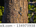 Lizards Climbing Tree Bark in Sunlight with Nature Background 134973938