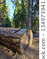Sequoia Log Close Up in Sunlit Forest with Tall Pine Trees and Natural Texture 134973941