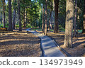 Forest Trail with Towering Sequoias and Sunlight in Sequoia National Forest 134973949