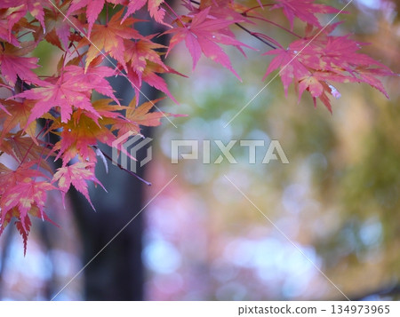 Autumn leaves on a cloudy day Autumn leaves on a cloudy day 134973965