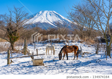 冬季牧場雪景富士山馬朝霧高原 冬季牧場雪景富士山馬朝霧高原 134974164