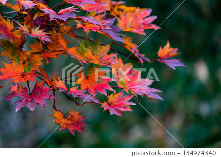 赤城山、角滿淵瀑布、紅葉 赤城山、角滿淵瀑布、紅葉 134974340