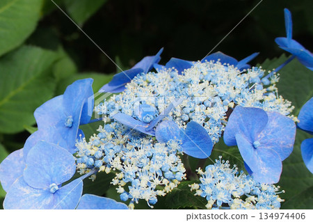 北鎌倉明月院的繡球花 134974406