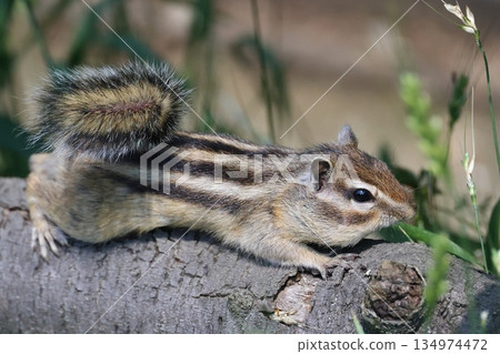 Chipmunk Squirrel House Squirrel Chipmunk Squirrel House Squirrel 134974472
