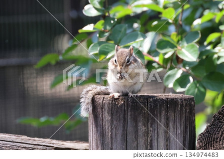 Chipmunk Squirrel House Squirrel Chipmunk Squirrel House Squirrel 134974483
