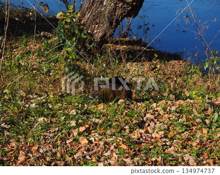 Nutria 134974737