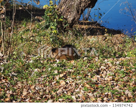 Nutria 134974742